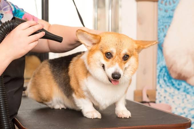 Grooming Is Important for Your Pet's Health and Happiness