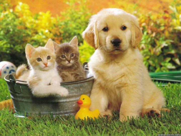 10 Essential Pet Products Every Pet Owner Should Have at Home