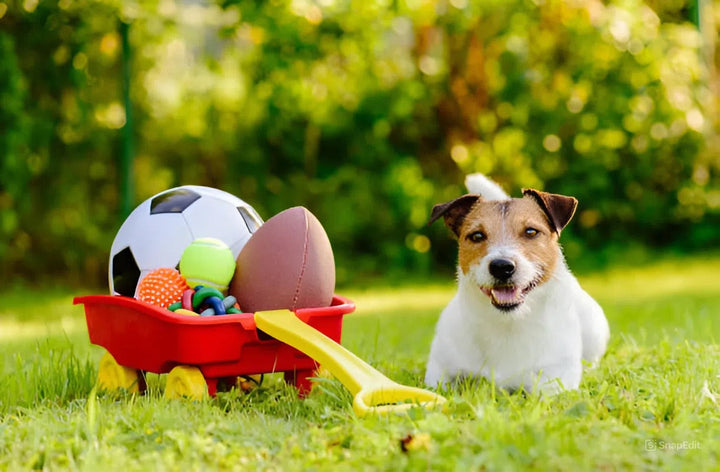 How to Choose the Perfect Bed for Your Dog or Cat Like a Pro
